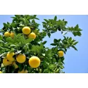 Grapefruit (Citrus x paradisi)