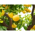 Grapefruit (Citrus x paradisi)