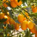 Kumkwat (Citrus japonica)