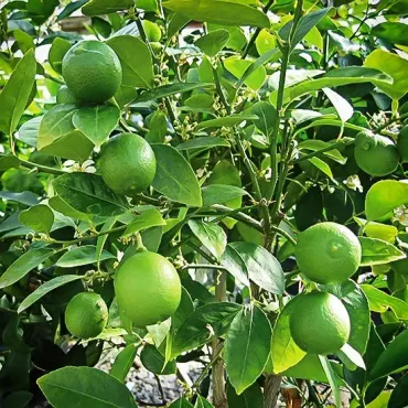 Limonka (Citrus x aurantiifolia)