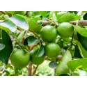 Limonka (Citrus x aurantiifolia)