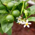 Limonka (Citrus x aurantiifolia)