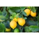 Cytryna zwyczajna (Citrus limon) 