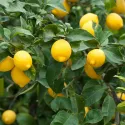 Cytryna zwyczajna (Citrus limon) 