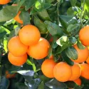 Mandaryna (Citrus reticulata)