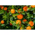Mandaryna (Citrus reticulata)