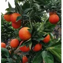 Pomarańcza krwista (Citrus x sinensis Blood orange)