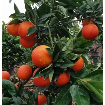 Pomarańcza krwista (Citrus x sinensis Blood orange)