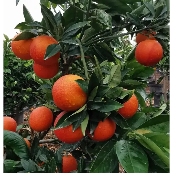 Pomarańcza krwista (Citrus x sinensis Blood orange)