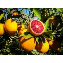 Pomarańcza krwista (Citrus x sinensis Blood orange)