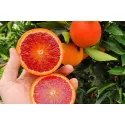 Pomarańcza krwista (Citrus x sinensis Blood orange)