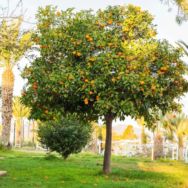 Pomarańcza (Citrus sinensis)