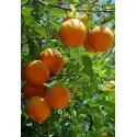Pomarańcza (Citrus sinensis)