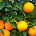 Pomarańcza (Citrus sinensis)