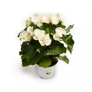 Begonia Étoile Blanche zimozielona, biała ®