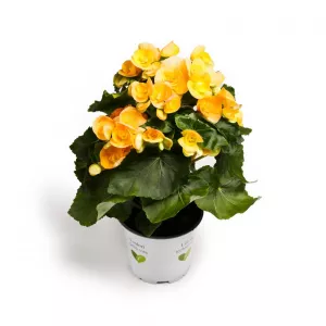 Begonia Soleil d’Or zimozielona, żółta ®
