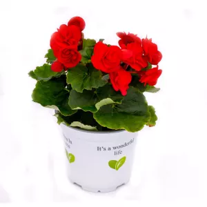 Begonia Rouge Royale zimozielona, czerwona ®