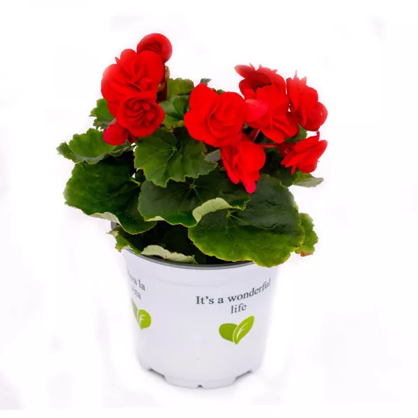 Begonia Rouge Royale zimozielona, czerwona ®