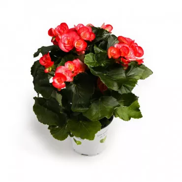 Begonia Éclat Rosé różowa