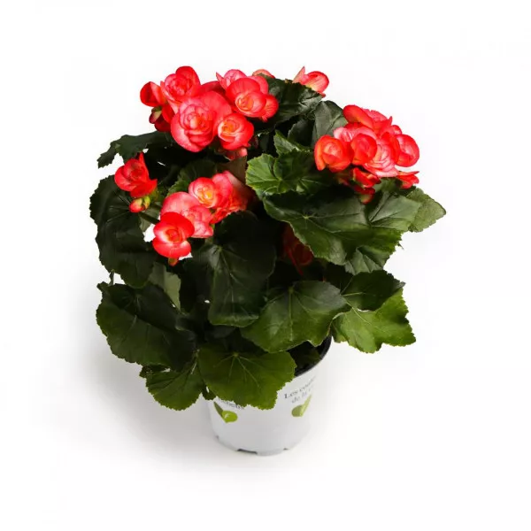 Begonia Éclat Rosé różowa
