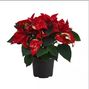 Poinsecja Snowfire, czerwono-żółta, w doniczce 14 cm ®