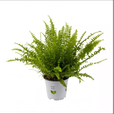 Paproć doniczkowa, sewilska zieleń, w doniczce 12 cm ®