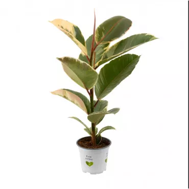 Ficus, zieleń wodna, w doniczce 10,5 cm ®