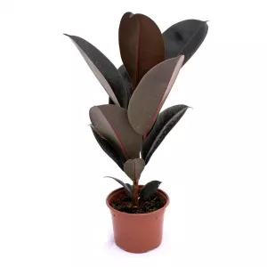 Ficus zielony w doniczce 10,5 cm ®