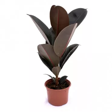 Ficus zielony w doniczce 10,5 cm ®