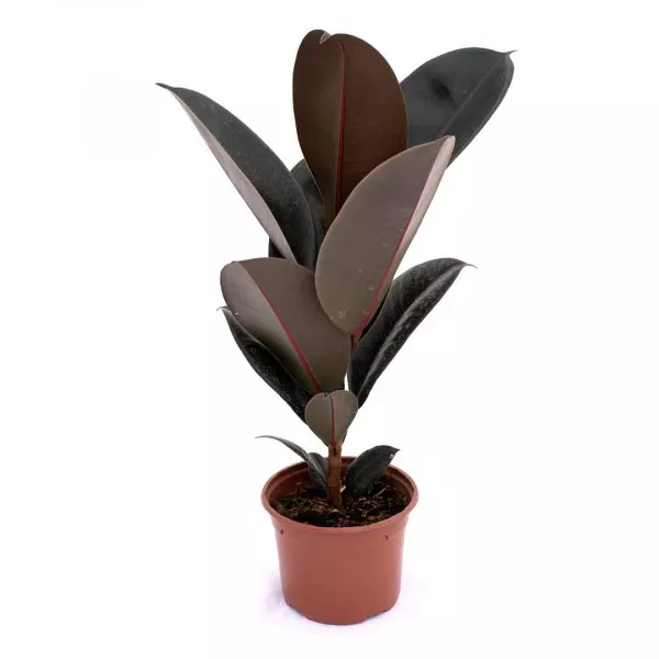 Ficus zielony w doniczce 10,5 cm ®