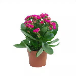 Kalanchoe Pink Serenade