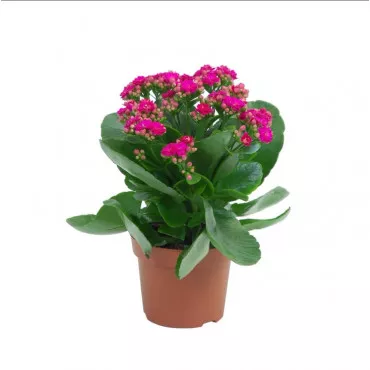 Kalanchoe Pink Serenade