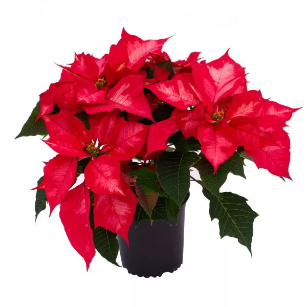 Poinsecja Noël Rouge, czerwona, w doniczce 12 cm ®