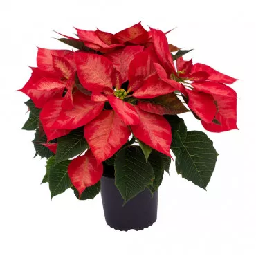 Poinsecja Noël Rouge, czerwona, w doniczce 14 cm ®