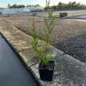 Cyprysik Leylanda (Cupressocyparis leylandii) 50-60 cm, w doniczce