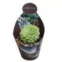 Aeonium Emerald Ice (Aeonium variegato) w doniczce ø 10,5 cm