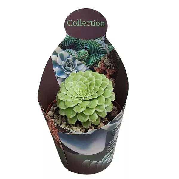 Aeonium Emerald Ice (Aeonium variegato) w doniczce ø 10,5 cm