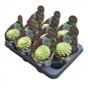 Aeonium Emerald Ice (Aeonium variegato) w doniczce ø 10,5 cm