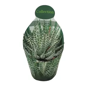 Aloes (Aloe humilis x erinacea) w doniczce ø 10,5 cm