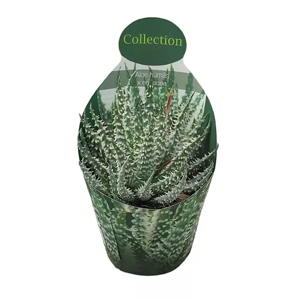 Aloes (Aloe humilis x erinacea) w doniczce ø 10,5 cm