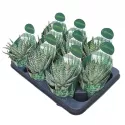 Aloes (Aloe humilis x erinacea) w doniczce ø 10,5 cm