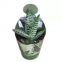 Aloes (Aloe variegata compacta) w doniczce ø 10,5 cm