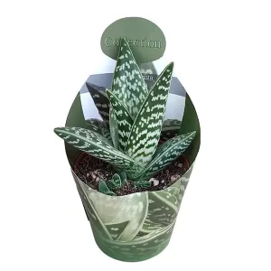 Aloes (Aloe variegata compacta) w doniczce ø 10,5 cm