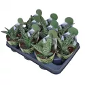 Aloes (Aloe variegata compacta) w doniczce ø 10,5 cm