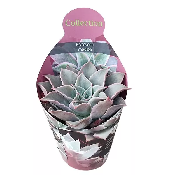 Echeveria (Echeveria madiba) w doniczce ø 10,5 cm