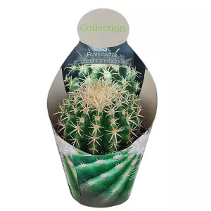 Kaktus (Echinocactus grusonii brevispinus) w doniczce ø 10,5 cm
