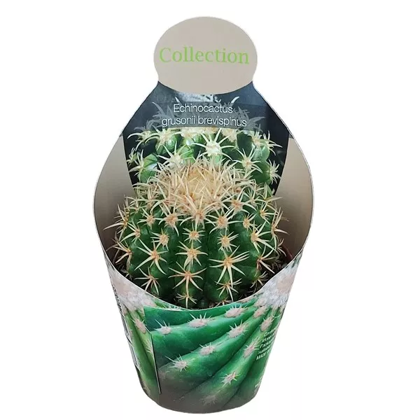 Kaktus (Echinocactus grusonii brevispinus) w doniczce ø 10,5 cm