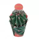 Kaktus (Ferocactus horridus brevispinus) w doniczce ø 10,5 cm