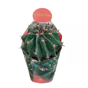 Kaktus (Ferocactus horridus brevispinus) w doniczce ø 10,5 cm