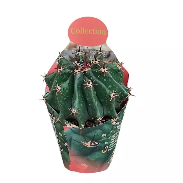 Kaktus (Ferocactus horridus brevispinus) w doniczce ø 10,5 cm
